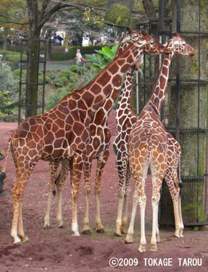 Giraffe, Tama Zoo