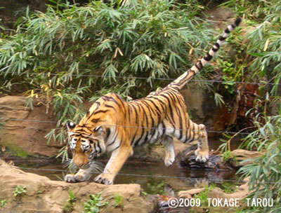 Amur Tiger, Tama Zoo