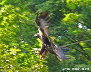 Golden Eagle, Tama Zoo