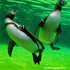 Humboldt Penguin, Tokyo Sea Life Park