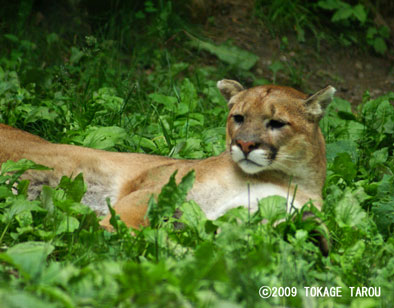 Cougar, Toronto Zoo