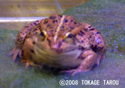 Tokyo Daruma Pond Frog, Ueno Zoo