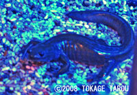Japanese Black Salamander, Ueno Zoo