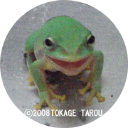 Schlegel's green tree frog, Ueno Zoo