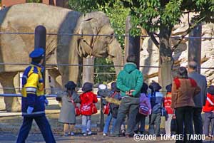 Asian Elephants at Ueno Zoo