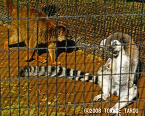 Brown Lemur and Ring-tailed lemur, Yumemigasaki Zoo