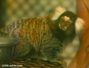 Common Marmoset, Akita Omoriyama Zoo