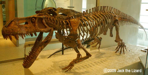 Pretosuchus (Reprica), America Museum of Natural History