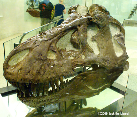 Tyrannosaurus head, America Museum of Natural History