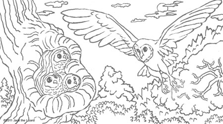 Coloring Pages of the Barn Owl
