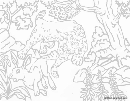 Coloring Pages of Bobcat