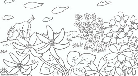 Coloring Pages of Spring Flowers