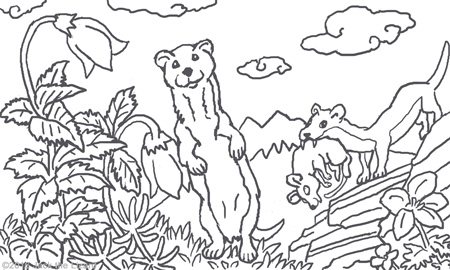 Coloring Pages of Weasel