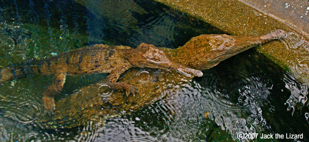 Freshwater Crocodile, Atagawa Tropical & Alligator Garden