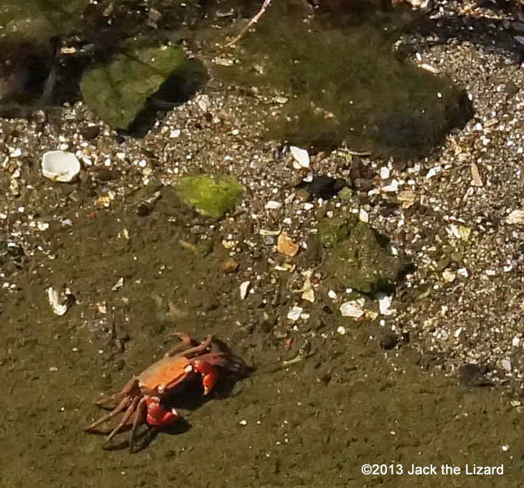 Red-clawed crabs live in East Asia. Although they adapt to life on the land, they are also found at a mudflat and coast.