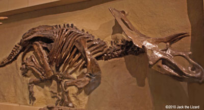 Anchiceratops, Canadian Museum of Nature