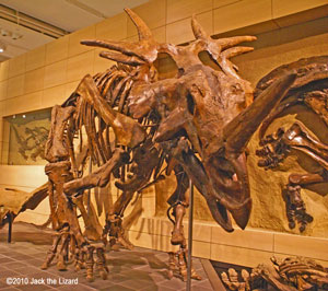 Styracosaurus, Canadian Museum of Nature