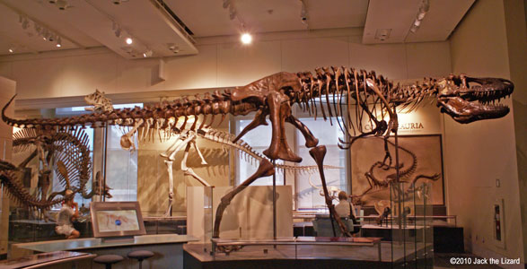 Daspletosaurus, Canadian Museum of Nature