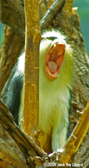 Wolf's Monkey, Bronx Zoo