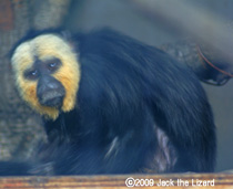 White-faced Saki Monkey, Bronx Zoo