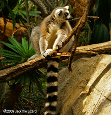 Ring-tailed lemur, Bronx Zoo