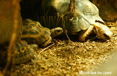 Radiated tortoise, Bronx Zoo