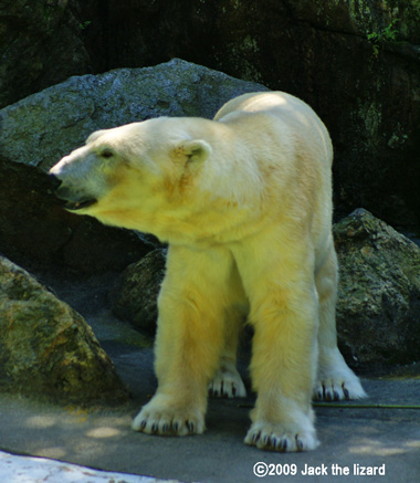 Polar Bear, Bronx Zoo