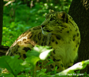 Snow Leopard, Bronx Zoo