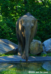 Asian Elephant, Bronx Zoo