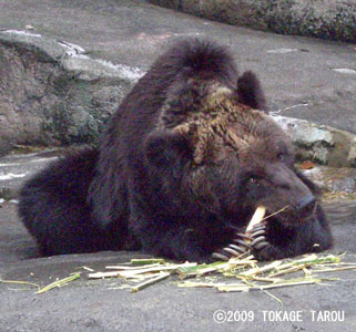 Brown Bear, Hamamatsu Zoo