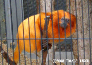 Golden Lion Tamarin, Hamamatsu Zoo