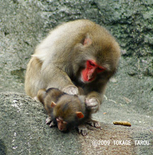 Monkey Mountain, Hamamatsu Zoo