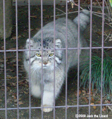 Pallas's Cat, Higashiyama Zoo & Botanical Garden