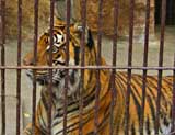 Bengal Tiger at Ikeda Zoo