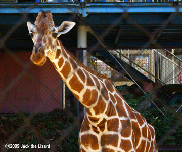 Giraffe, Ikeda Zoo