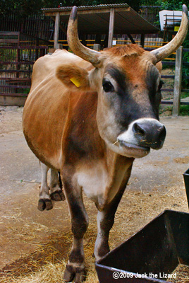 Cow, Ikeda Zoo