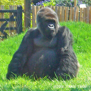 Western Lowland Gorilla, London Zoo