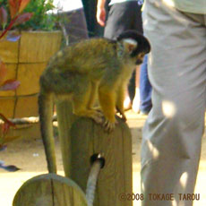 Squirrel monkey, London Zoo