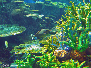 Surgeonfish, Port of Nagoya Public Aquarium
