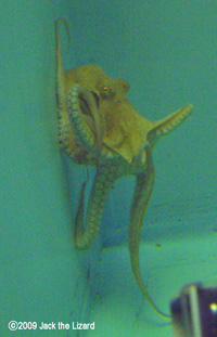 Octopus, Port of Nagoya Public Aquarium