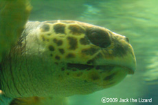 Sea Turtle, Port of Nagoya Public Aquarium