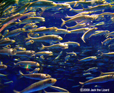 Japanese pilchard, Port of Nagoya Public Aquarium