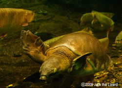 The Pig-nosed Turtle, Port of Nagoya Public Aquarium