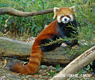 Red Panda, Saitama Children's Zoo