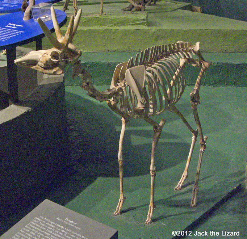 Pronghorn, National Museum of Natural History