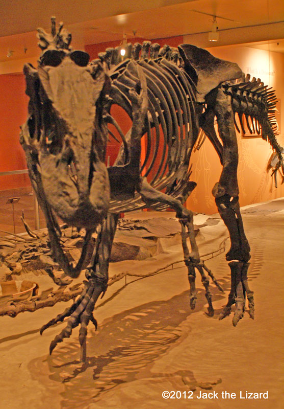 Allosaurus, National Museum of Natural History