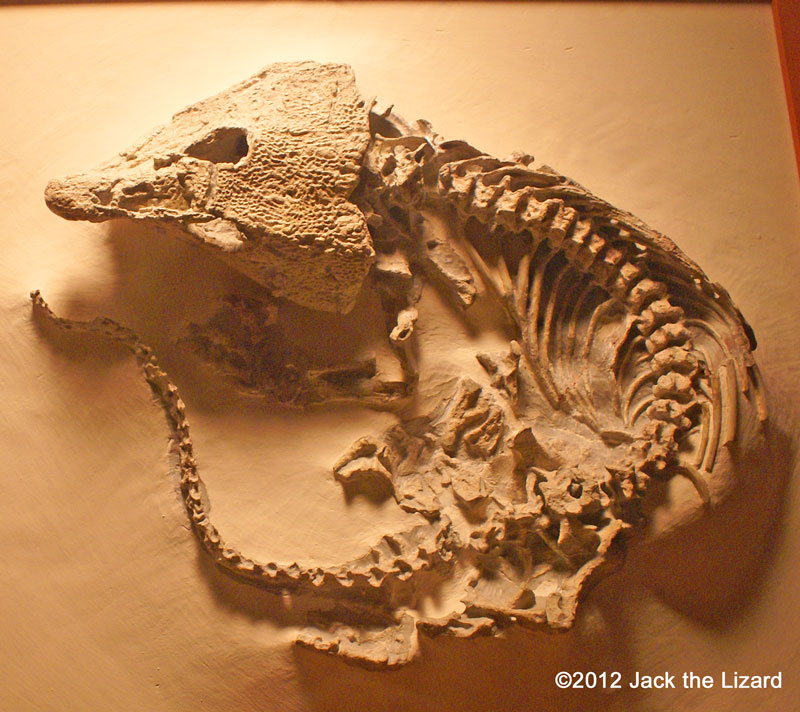 Labidosaurus, National Museum of Natural History
