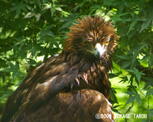 Golden Eagle, Tama Zoo
