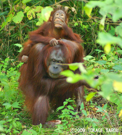 Orangutan, Tama Zoo
